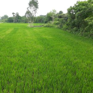 Native Grass Seed Mix | City Floral Garden Center - Denver