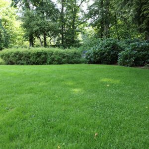 Nice Lawn Seed Mix | City Floral Garden Center - Denver