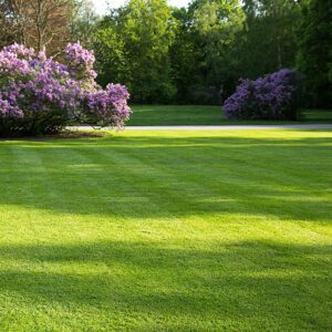 Water less grass seed | City Floral Garden Center - Denver