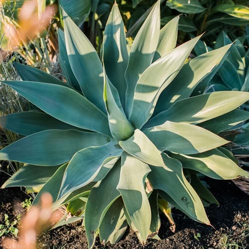 Agave Plants