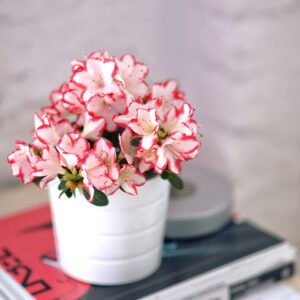 azalea indoor blooming