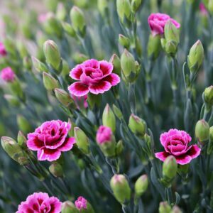 pink carnations