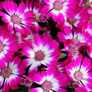 cineraria flowers indoor blooming