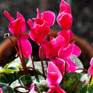 cyclamen flowers
