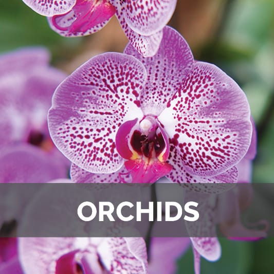 Orchids at City Floral Garden Center in Denver