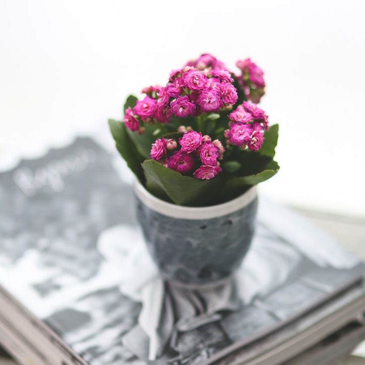 flowering kalanchoe potted plant