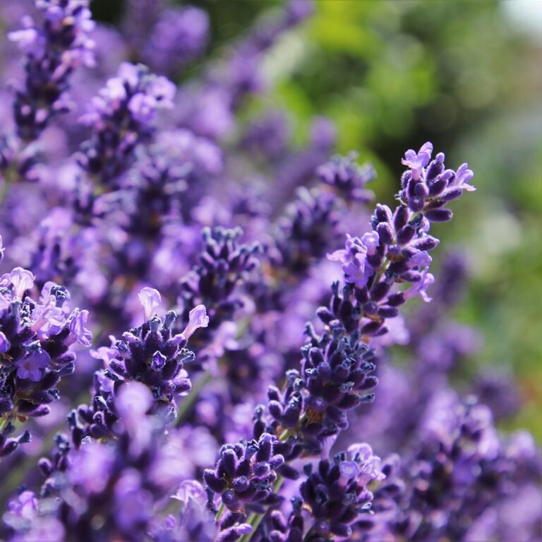 lavender for culinary use
