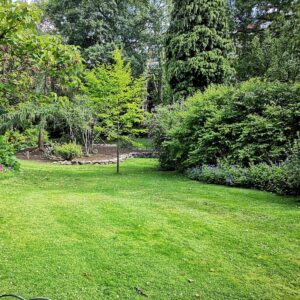 premium bluegrass lawn