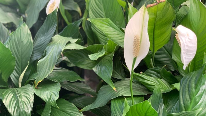 The Peace Lily