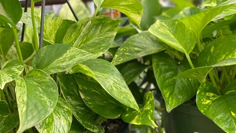 Temperature and humidity for pothos houseplant