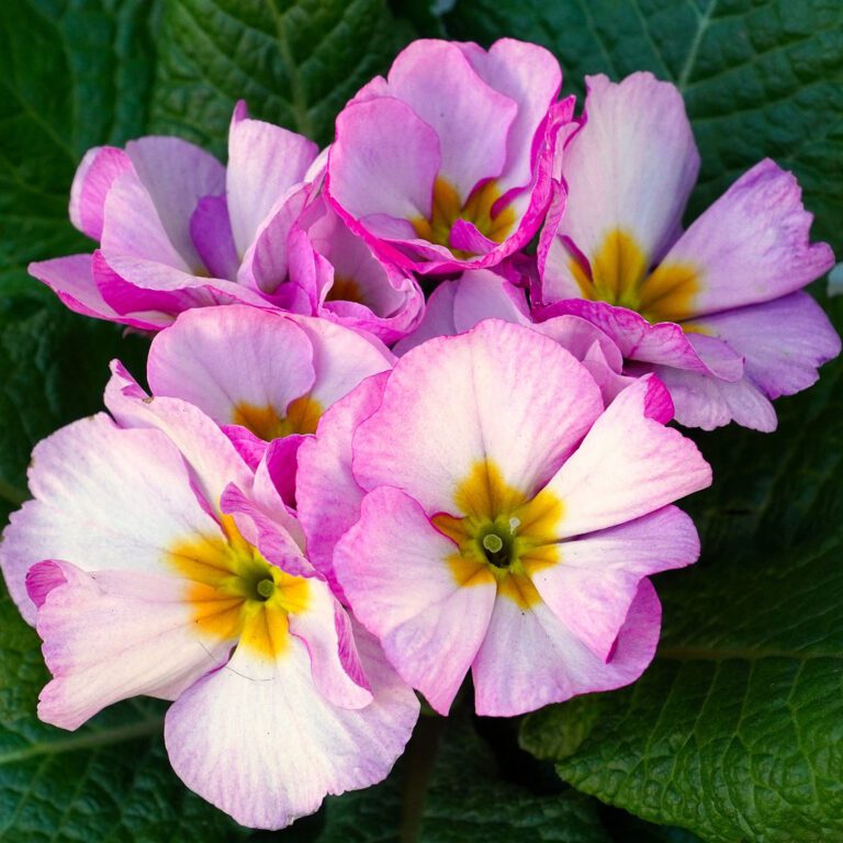 primrose flowers