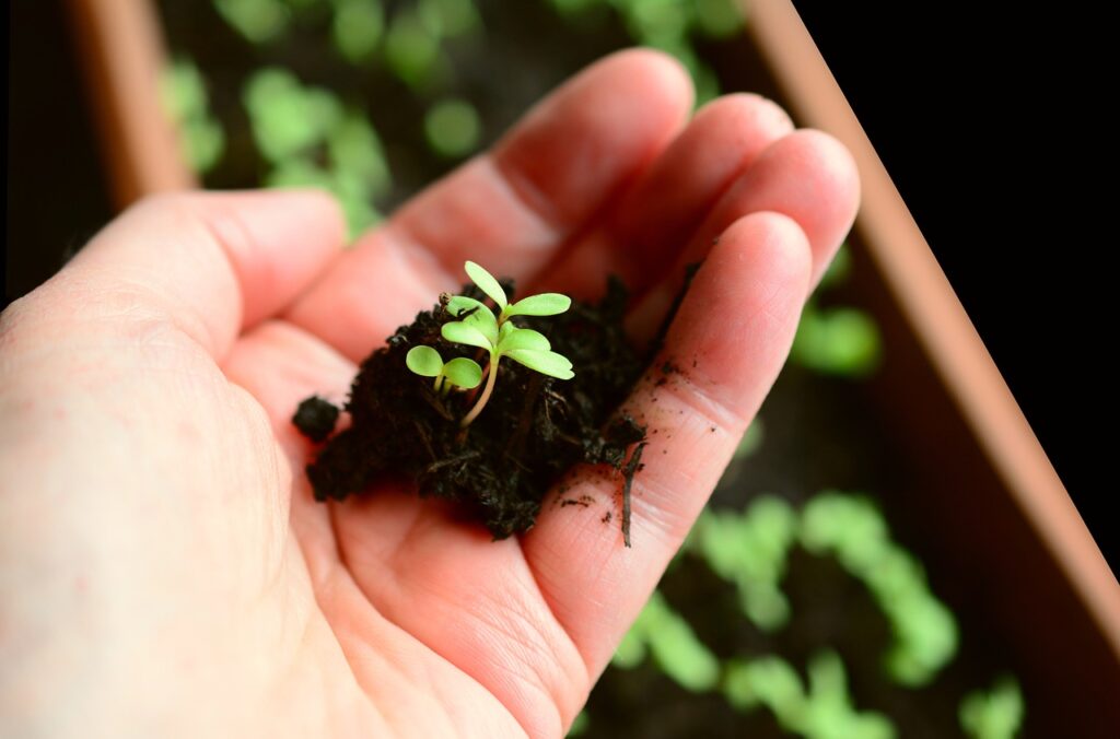 seedling and soil