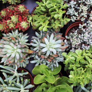 succulent plant varieties