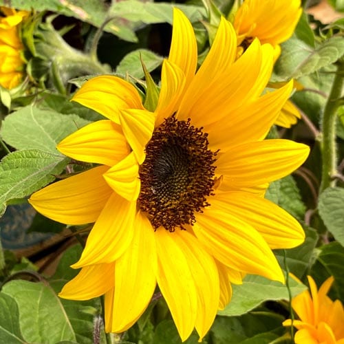 Indoor Sunflower