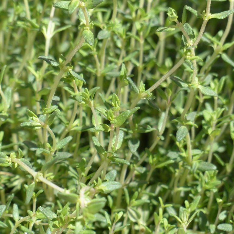 Thyme plant