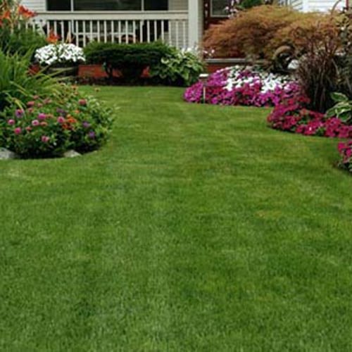 Water Less Grass Seed Mix City Fl, What Is Landscapers Mix Grass Seed
