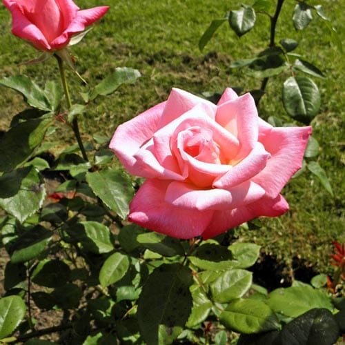 Grandiflora Rose Bushes