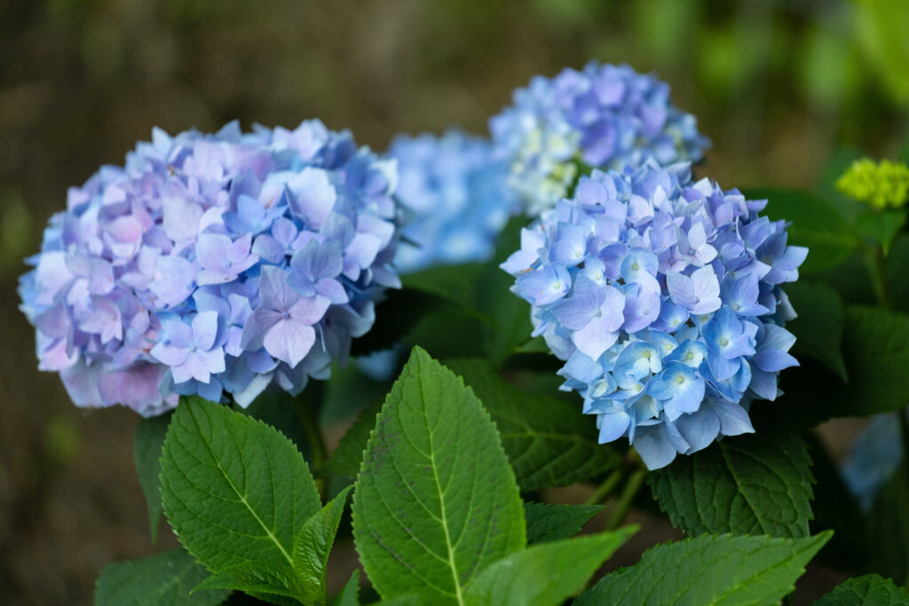 Hydrangea Shrub The Original Variety with large blue flower clusters | City Floral Garden Center - Denver
