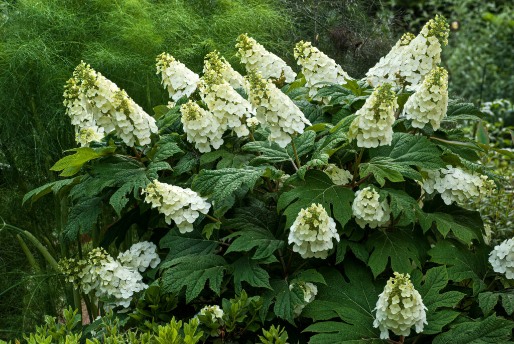 Hydrangea Shrub Alice Variety with bright white flower clusters | City Floral Garden Center - Denver