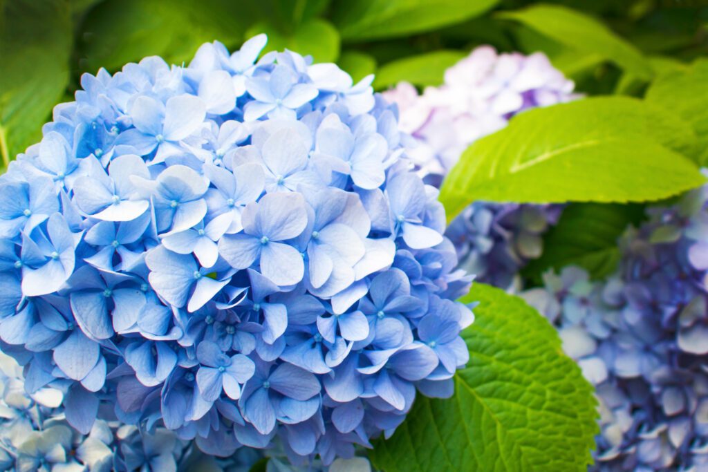 Hydrangea Shrub Blue Enchantress variety with medium blue flowers | City Floral Garden Center - Denver