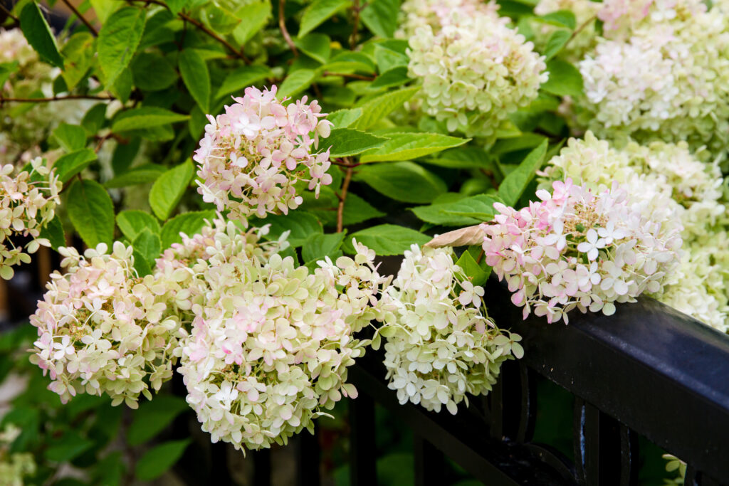 Hydrangea Shrub Blushing Bride Variety with soft pink flower clusters | City Floral Garden Center - Denver