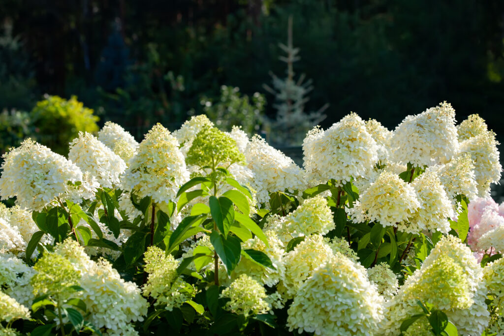 Hydrangea Shrub Limelight variety with light green flower clusters | City Floral Garden Center - Denver