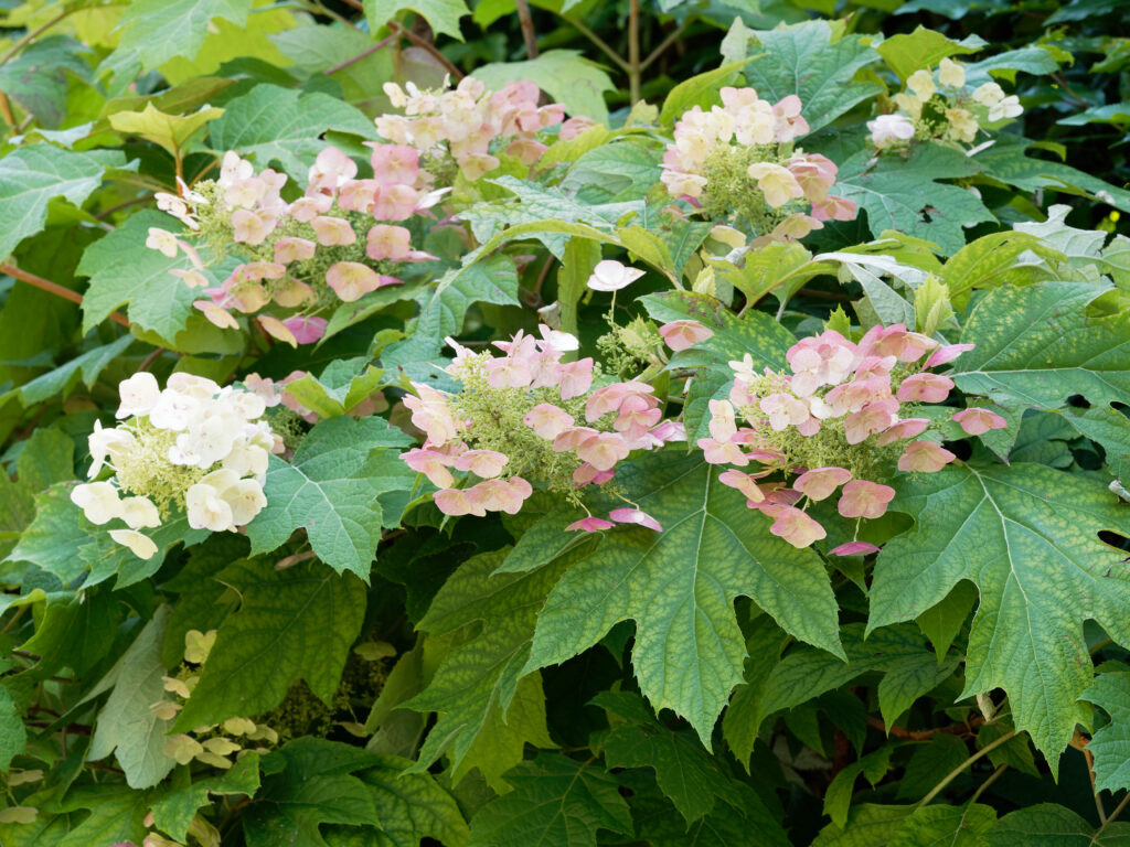 Hydrangea Shrub Limelight Variety with soft pink bloom clusters | City Floral Garden Center - Denver