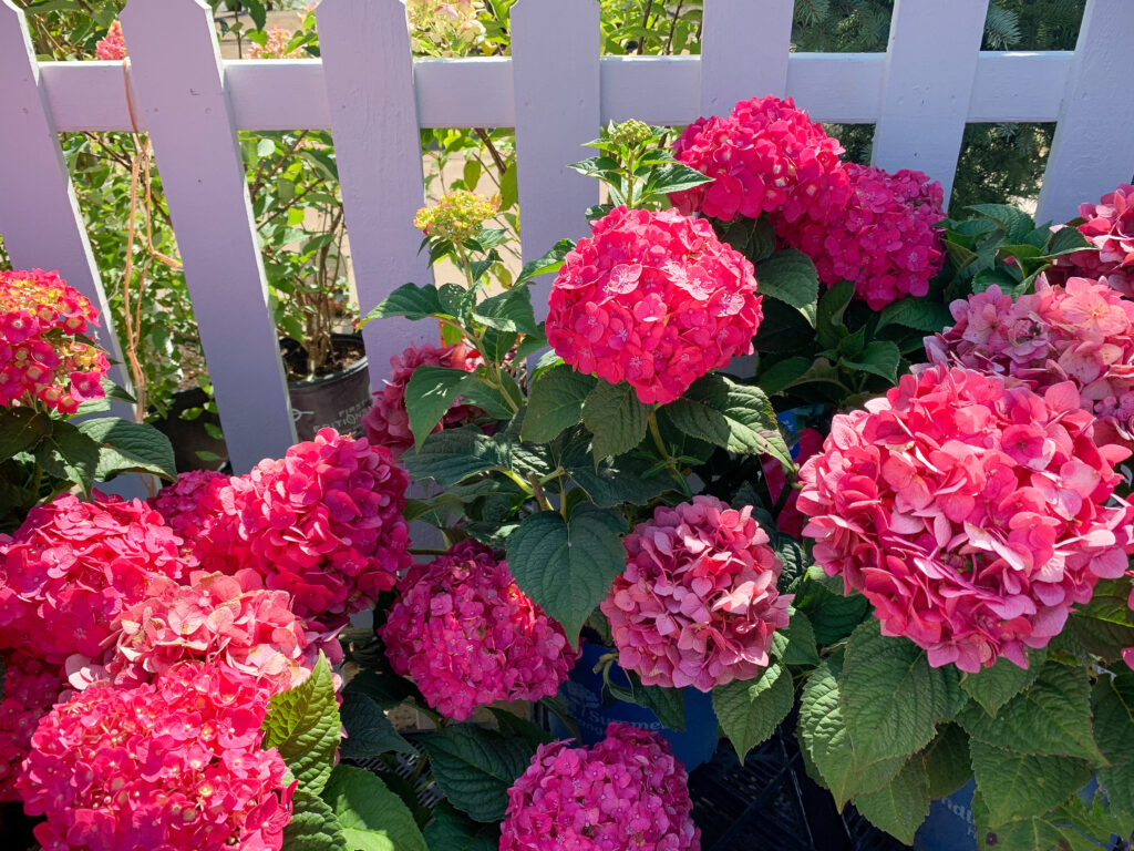 Hydrangea Shrub Summer Crush Variety with fuchsia flower clusters and deep green leaves | City Floral Garden Center - Denver