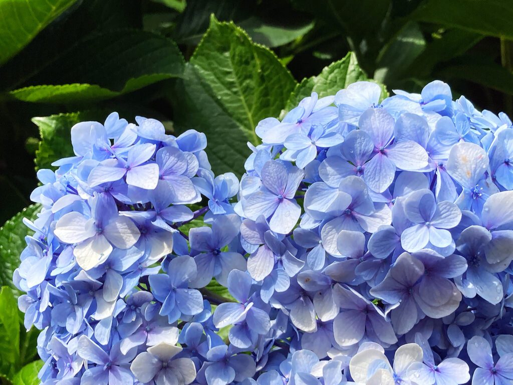 Hydrangea Shrub Twist 'n Shout Variety with lilac blue flowers | City Floral Garden Center - Denver