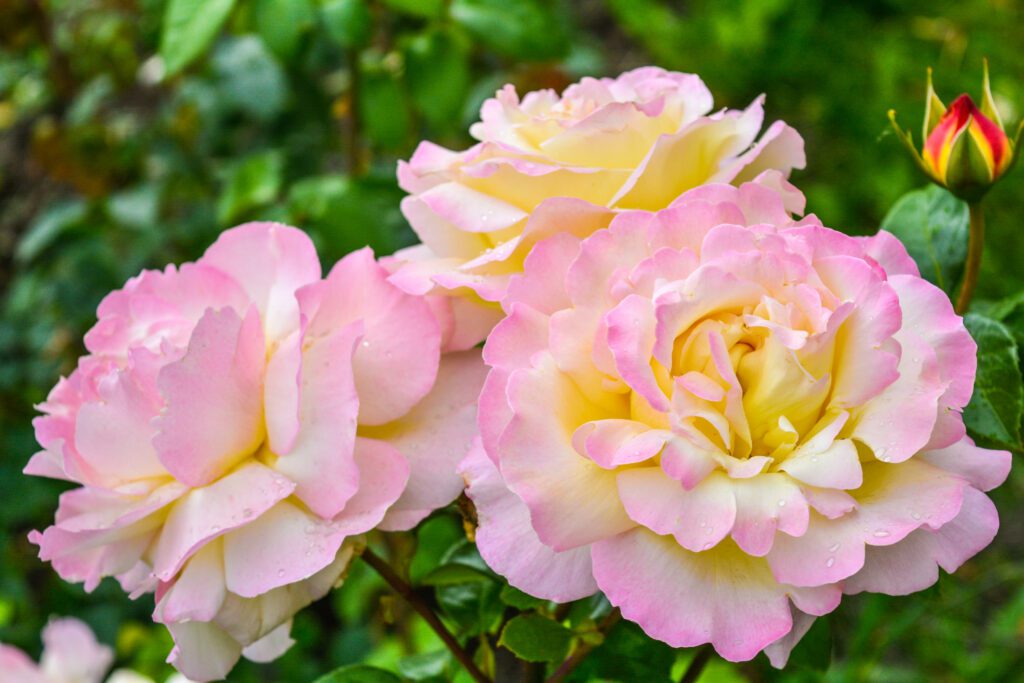 roses-Floribunda Roses- Life of The Party-city floral garden center denver