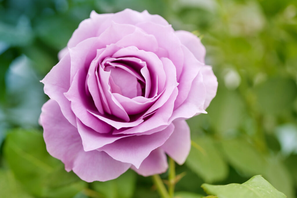 roses-Floribunda Roses- Silver Lining -city floral garden center denver