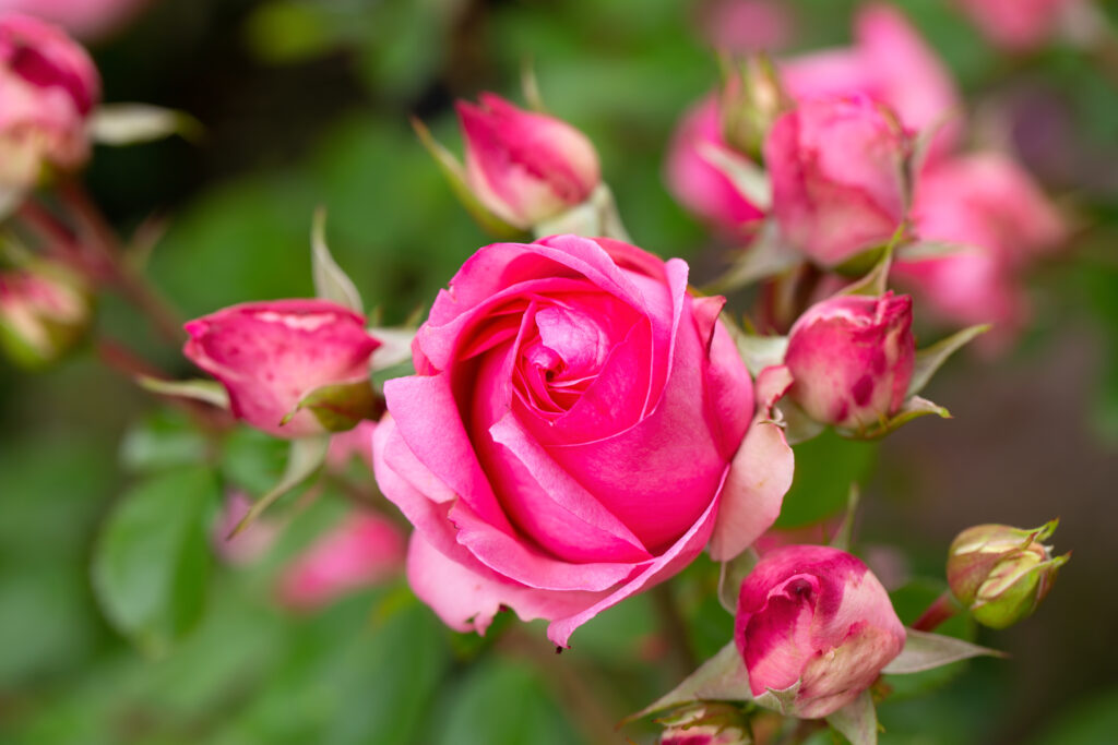roses-Floribunda Roses- Queen of Elegance-city floral garden center denver