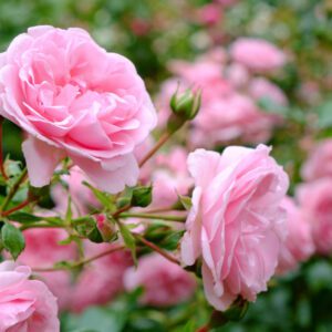 Rose-pink blooming rose-main landing page-city floral garden center-denver