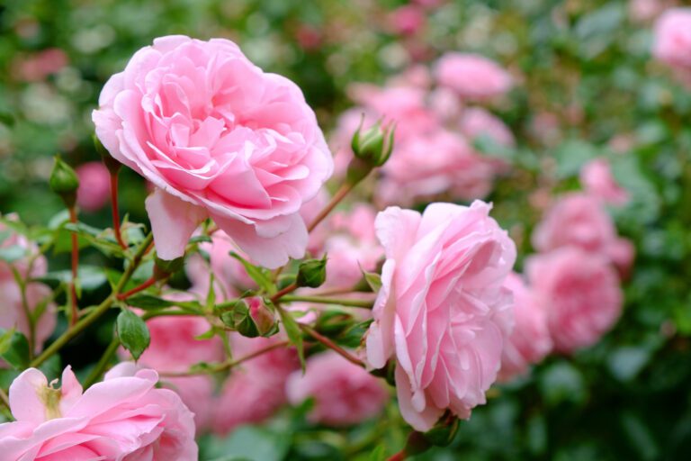 Rose-pink blooming rose-main landing page-city floral garden center-denver
