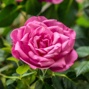 Roses-grandiflora rose-main landing page-city floral garden center denver