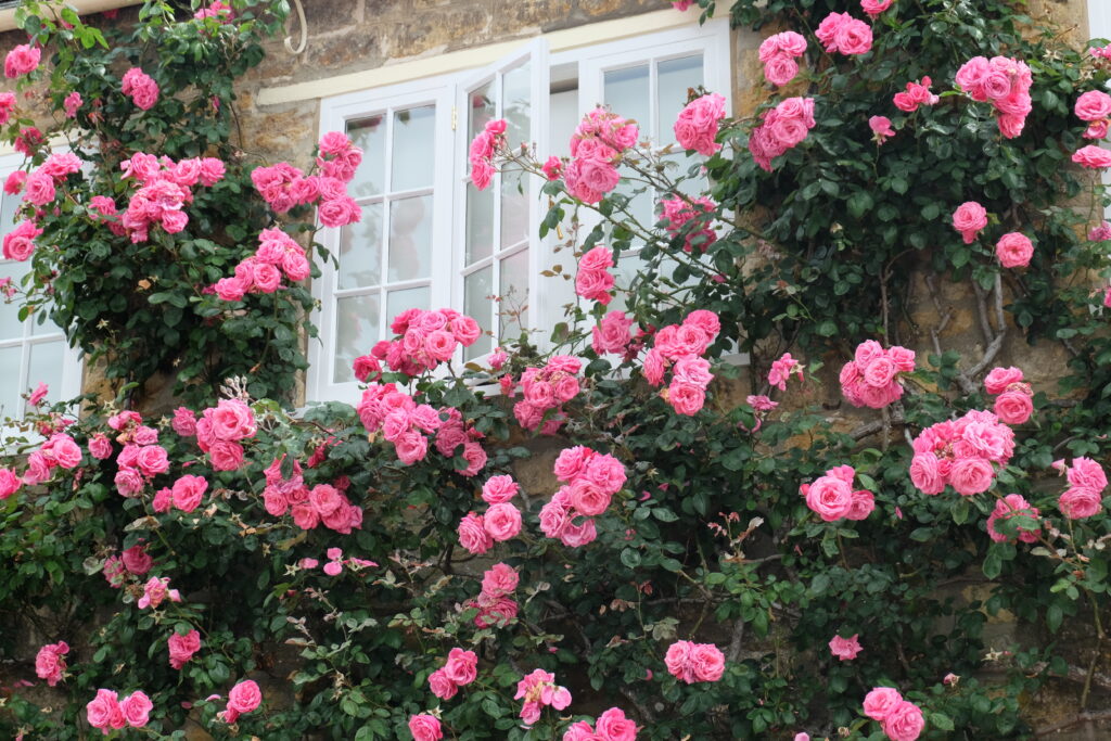 Rose-American-city floral garden center denver