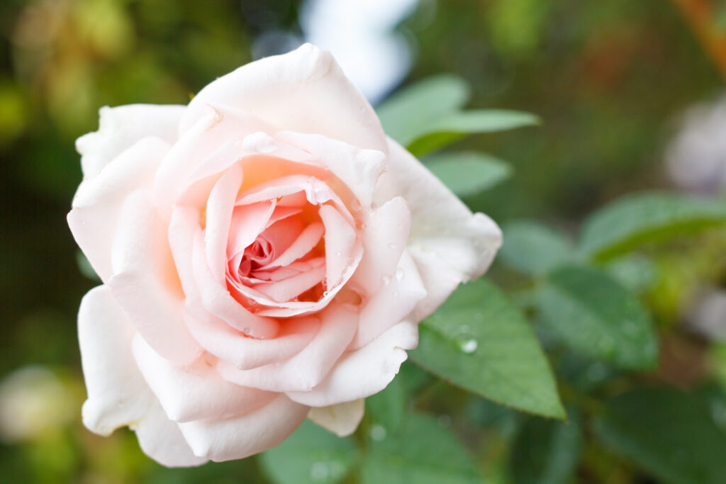 Rose-belindas blush-city floral garden center denver