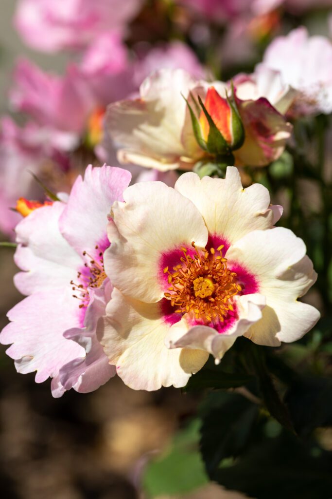 rose-in your eyes-city floral garden center denver
