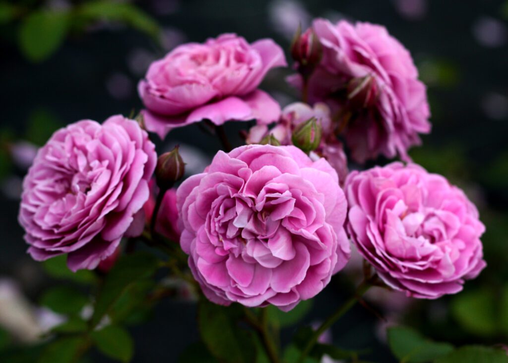 Rose-Lifes Little Pleasures-city floral garden center
