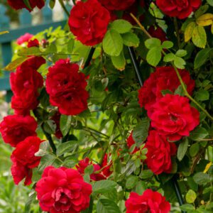 rose-red climbing rose-city floral garden center denver