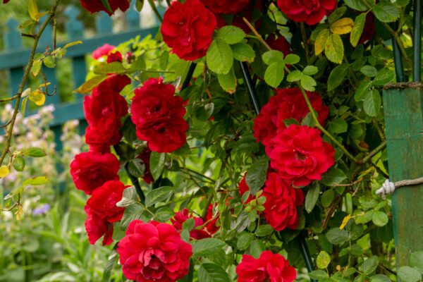 rose-red climbing rose-city floral garden center denver