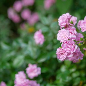 Rose-grandiflora rose-city floral garden center