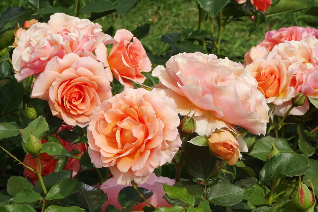 Rose-state of grace-city floral garden center denver