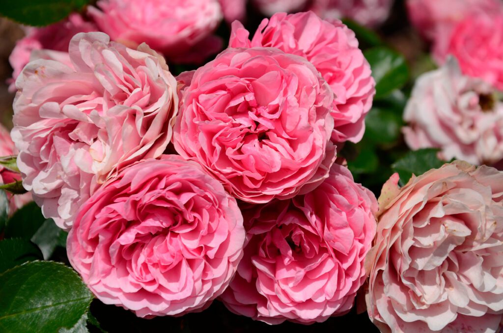 Roses-Grandiflora-All Dressed Up-City Floral Garden Center Denver