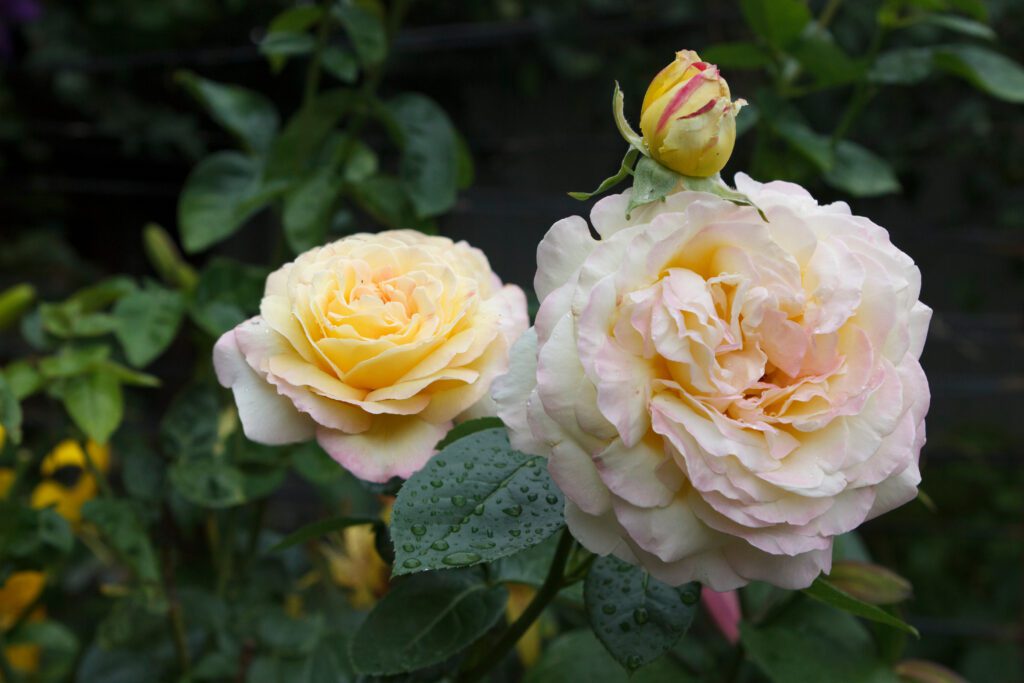Roses-Grandiflora-Fun in the Sun-City Floral Garden Center- Denver