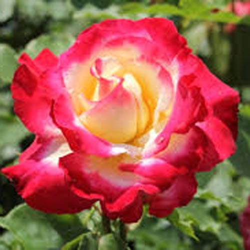Double Delight Hybrid Tea Roses
