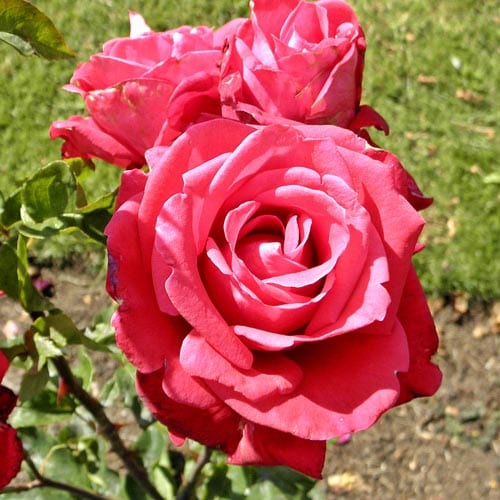 Grandiflora Rose Bushes Care