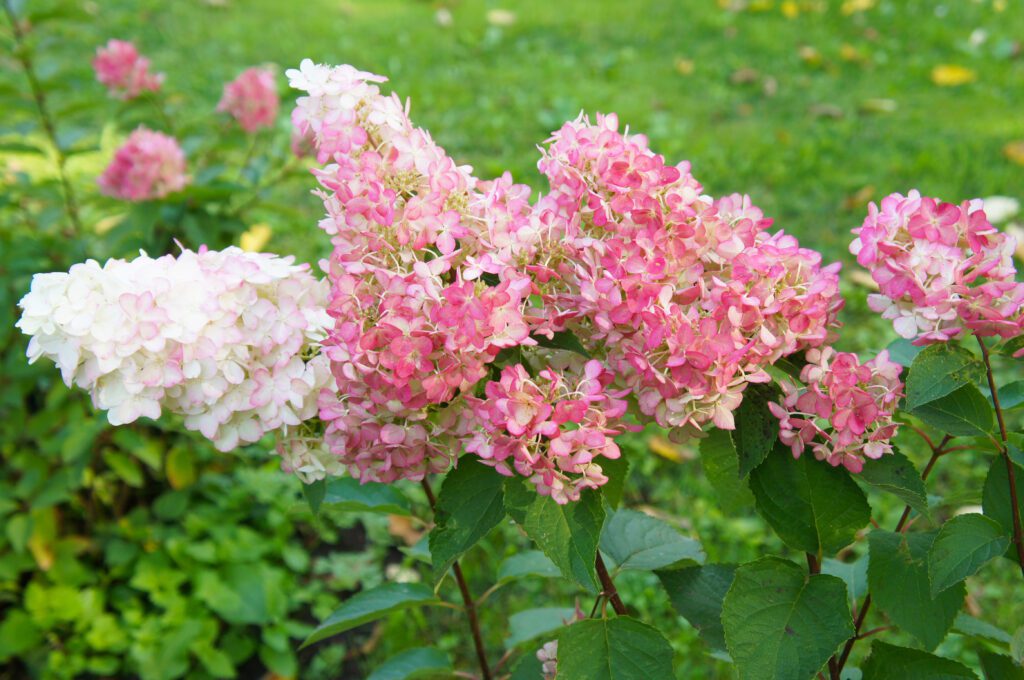 Hydrangea Shrub Little Quick Fire variety with pink and white flowers | City Floral Garden Center - Denver