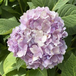 hydrangea bush at city floral greenhouse