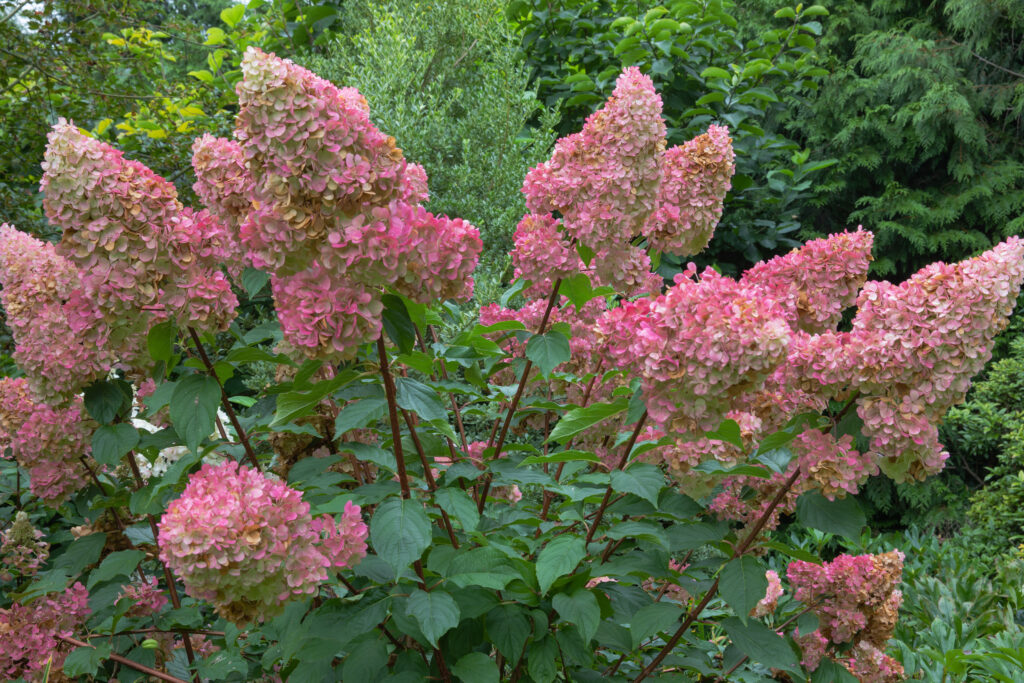 Hydrangea Shrub Pinky Winky variety with pink flowers | City Floral Garden Center - Denver